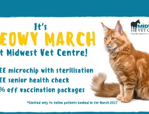 It’s Meowy March at Midwest Vets!