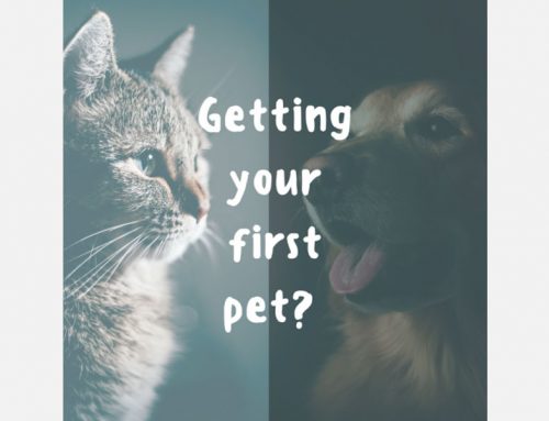 Getting your first pet?